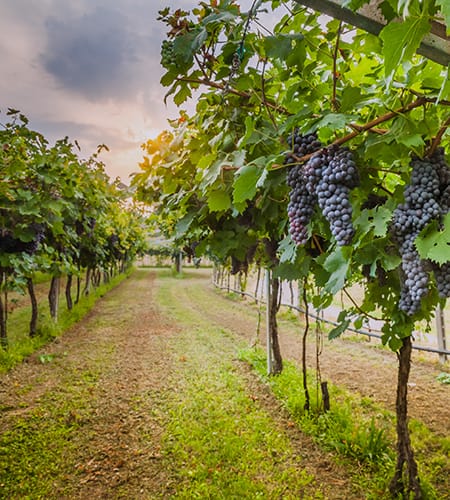 Chianti